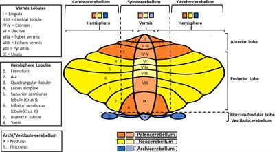 A Focus on the Cerebellum: From Embryogenesis to an Age-Related Clinical Perspective